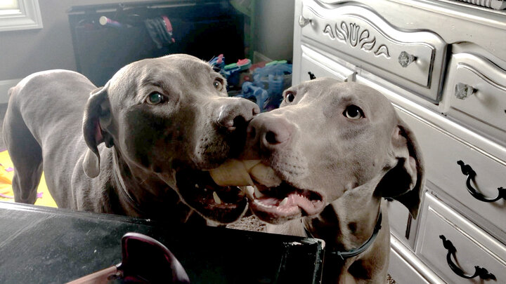 Top 10 Skills Your Dog Probably Won't Learn at Obedience School!