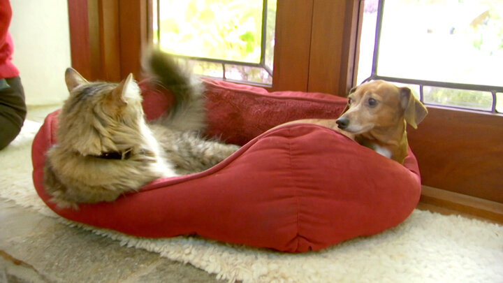 Unexpected Companions