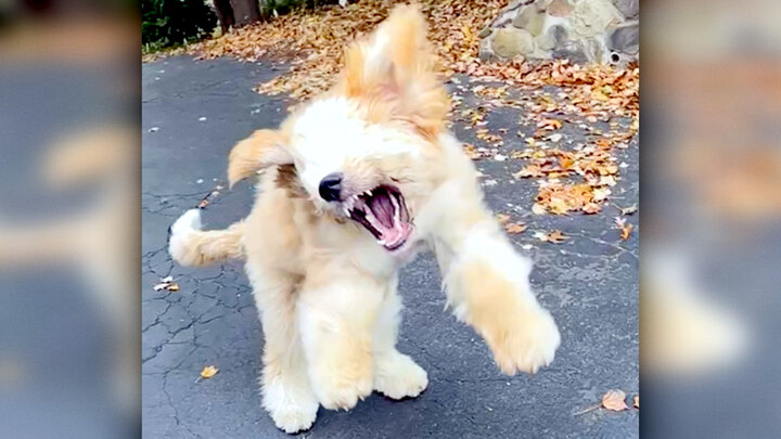 Traumatic Petting Zoo Experiences