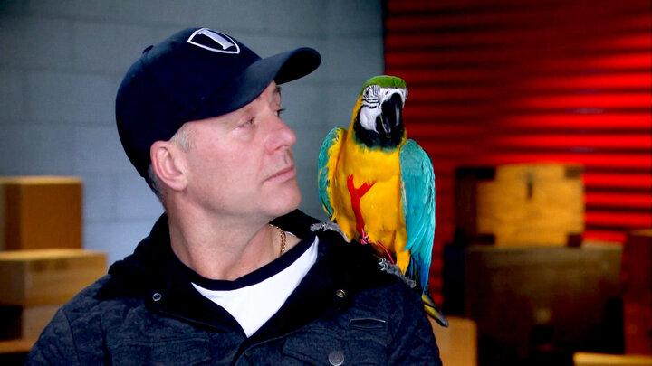 Between A Brawk And A Hard Place