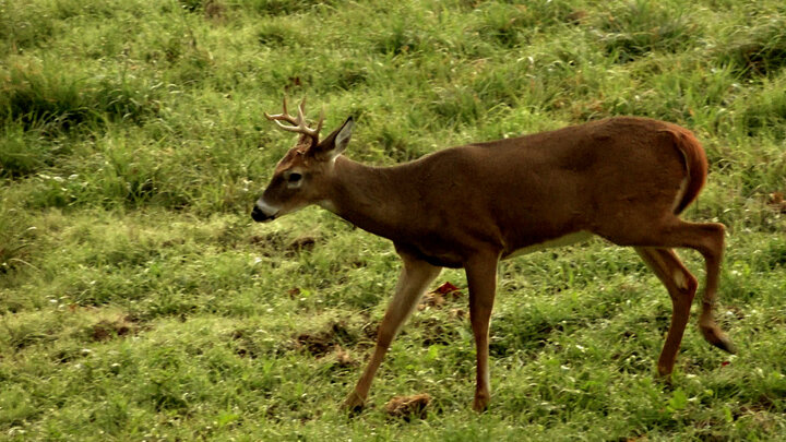 Shining Surveillance Part 1