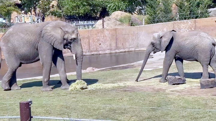 Top 10 Times Your Dog Forgot He Was a Dog