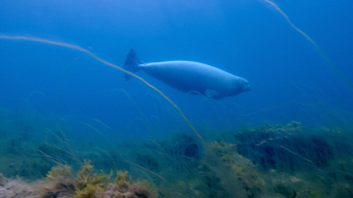 Light Beneath the Arctic