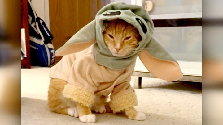 A Totally Funny Animals Halloween