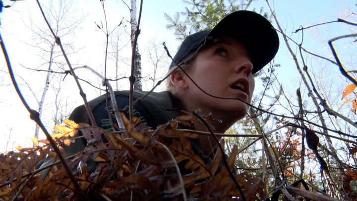 Autumn Deer, Bear, and Woodcock