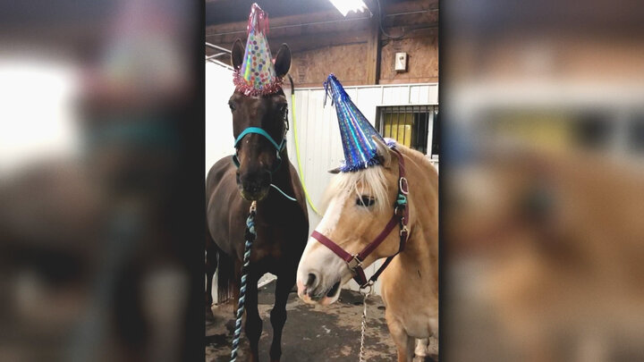 Top 10 Times an Animal Made the Perfect Dance Partner