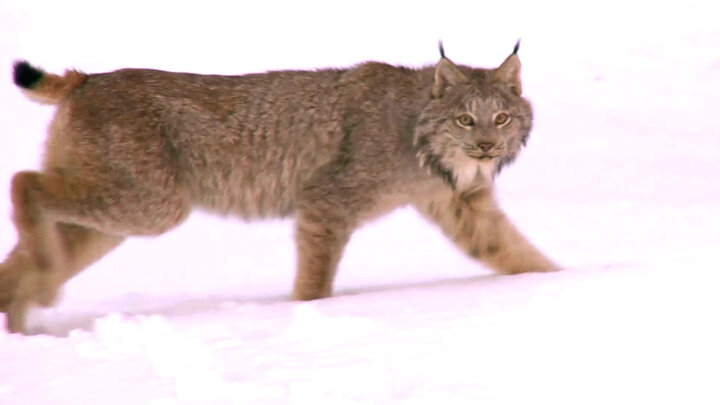 The Wilds of Western Canada and the Territories