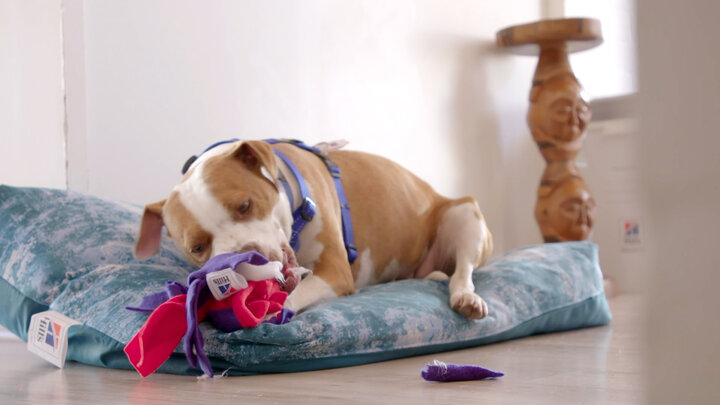 The De Dominicis’ and The Narozny’s