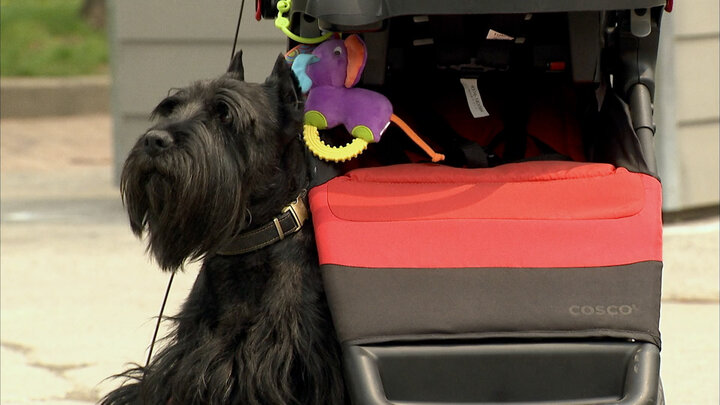 Dog Frees Dog