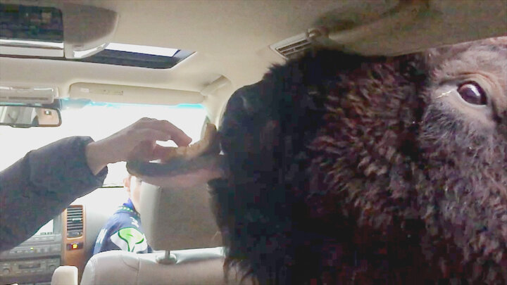 Top 10 times You Wondered How They Got Their Head Stuck In There