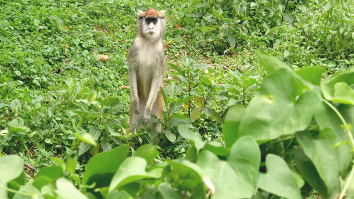 Impenetrable Forests