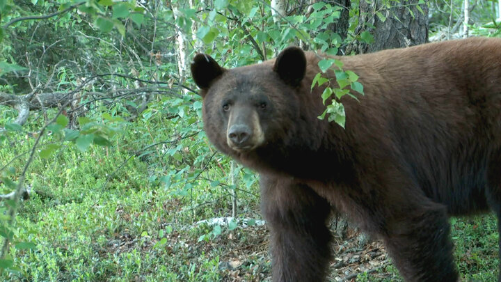Firearm Deer and Fowl