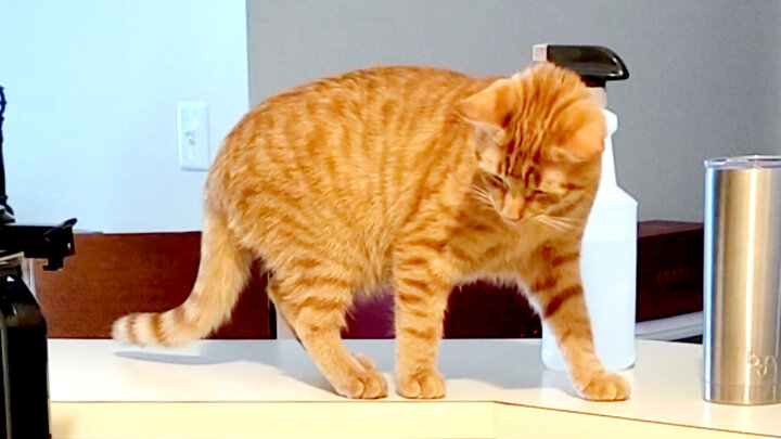 Top 10 Times It Was Good Cats Have Nine Lives