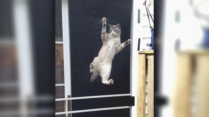 Top 10 Times Your Pet Was Having a Worse Day Than You