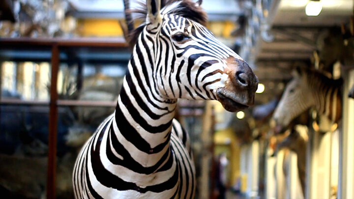 Coolest Ireland Vacation