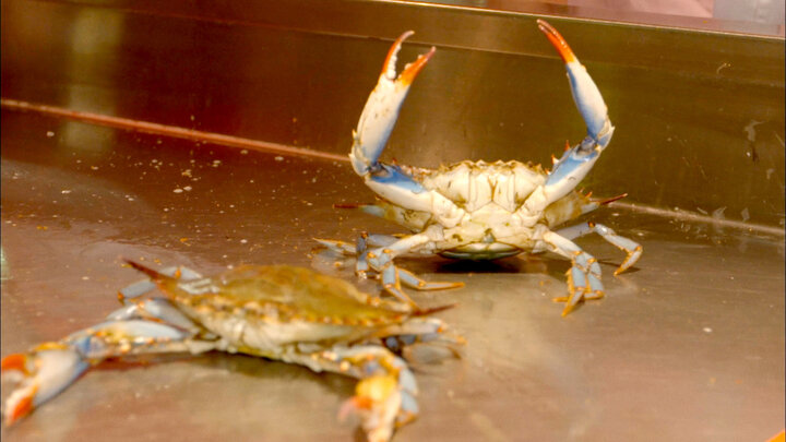 Crab Cake Wars Baltimore