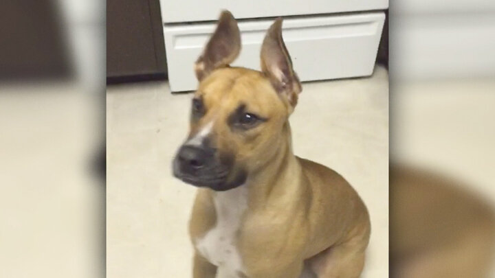 Top 10 Times the Dog Was a 'Fraidy Cat