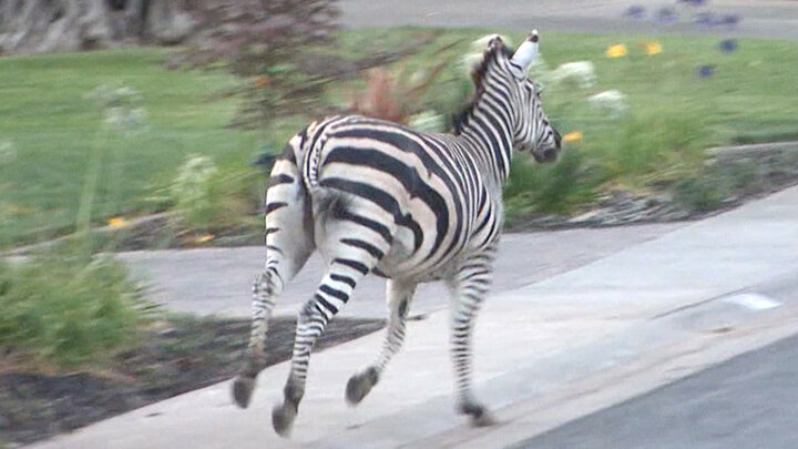 Why did the zebra cross the road?
