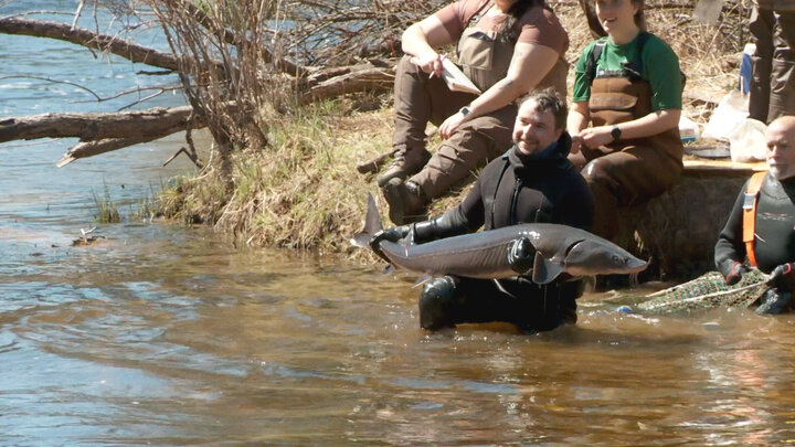 Firearm Deer and Michigan Sturgeon