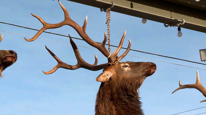 Operation Yellowstone
