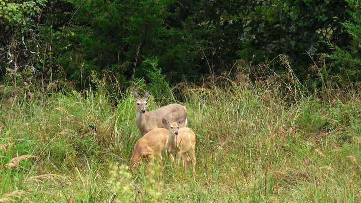 Whitetail Patrol Tactics