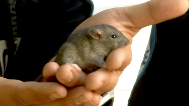 Mouse CPR