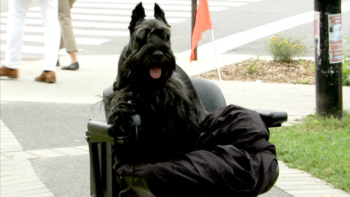 Puppy In A Wheelchair
