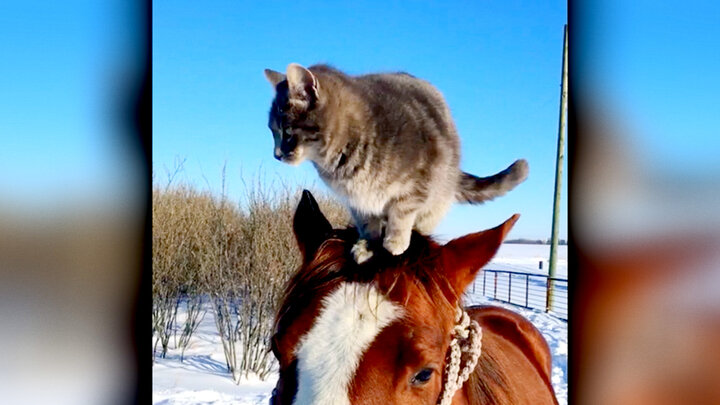 Top 10 Less Than Cool Cats