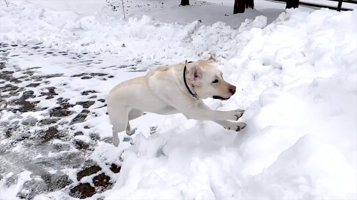 Top 10 Times That Bear Got a Little Too Close