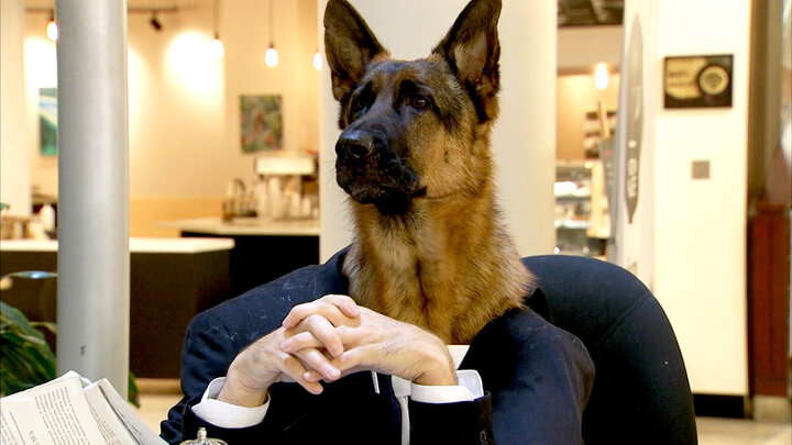 Info Desk Canine