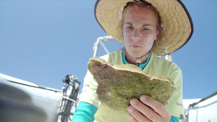 Deep Sea Corals of Polynesia