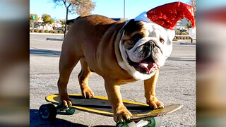 A Totally Funny Animals Holiday