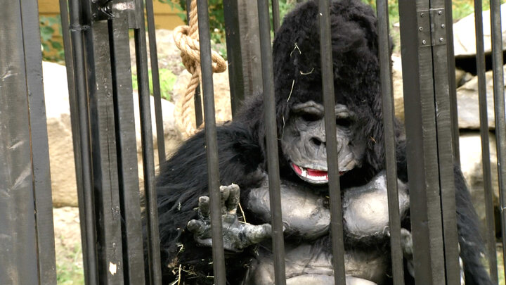 Gorilla Birthday Party