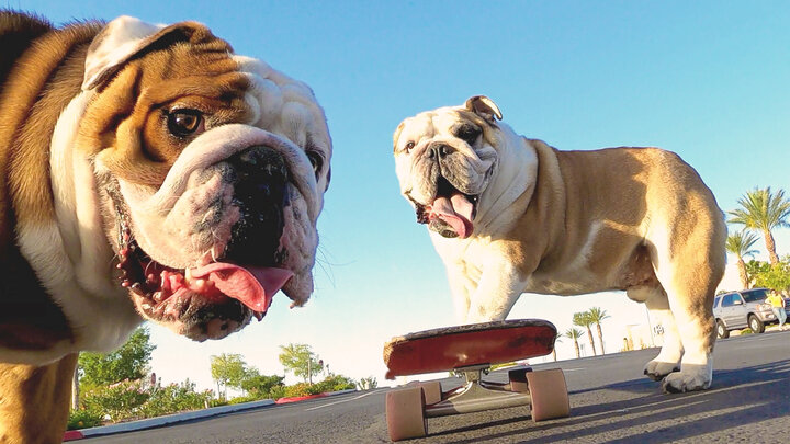 Dogs of the Year 2022