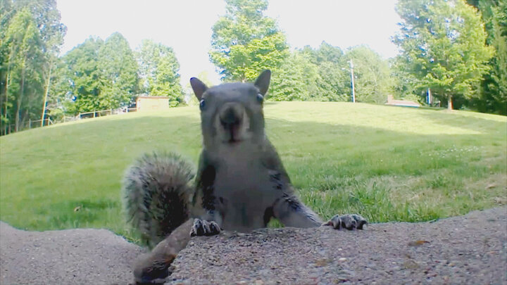 Top 10 Animal Arguments