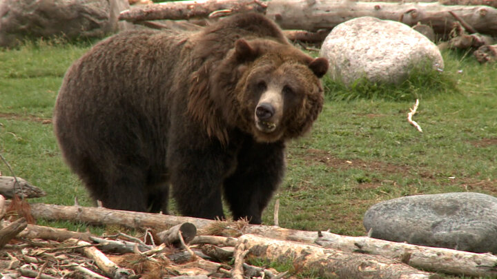 Operation Grizzly Bear