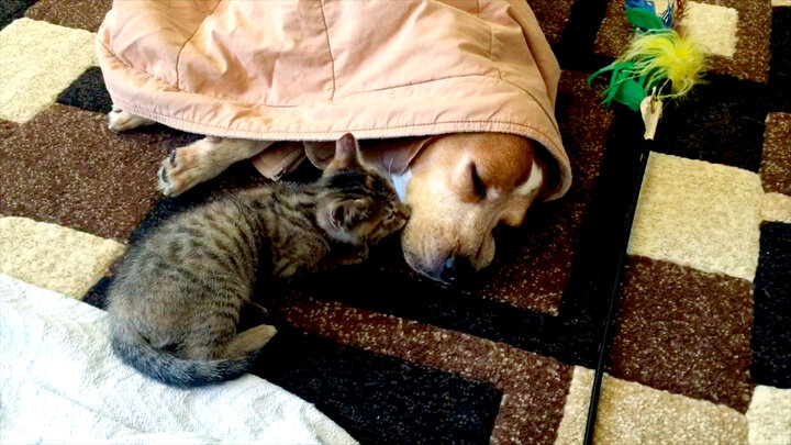 Top 10 Characters Cut From Andrew Lloyd Webber's Cats