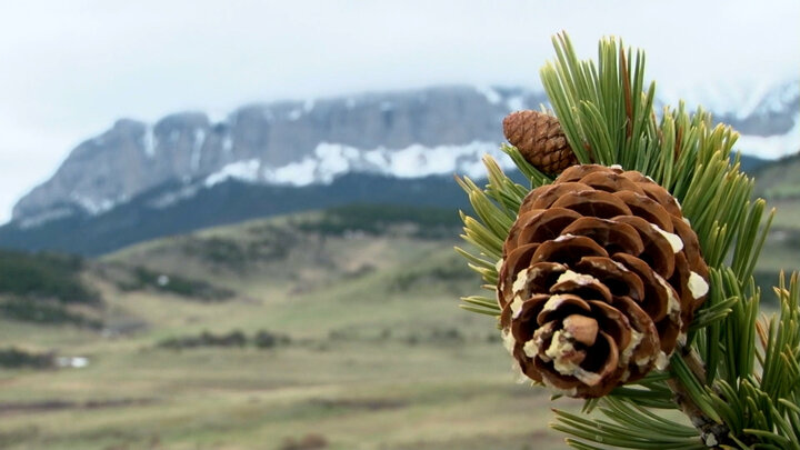 Operation Antler Blitz